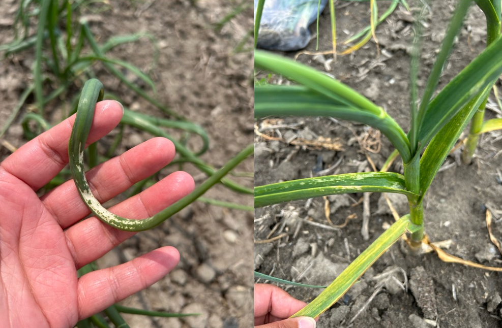 Herbicide injury on garlic and onion plants.